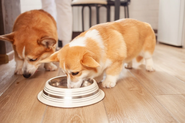 How Often Does A Puppy Need To Eat? | Dog Advisor HQ | https://dogadvisorhq.com | cute corgi pups eating