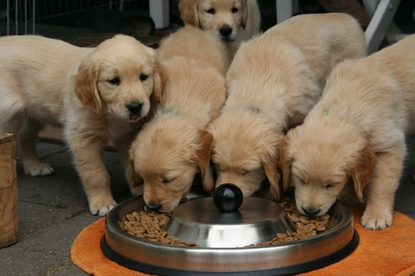 How Often Does A Puppy Need To Eat? | Dog Advisor HQ | https://dogadvisorhq.com | cute pups eating