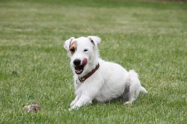 How To Groom rough coat jack russell terrier | dog advisor hq | Parson Russell