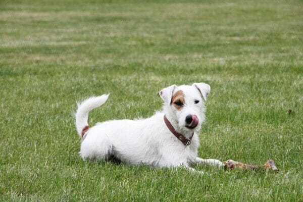 How To Groom rough coat jack russell terrier | dog advisor hq