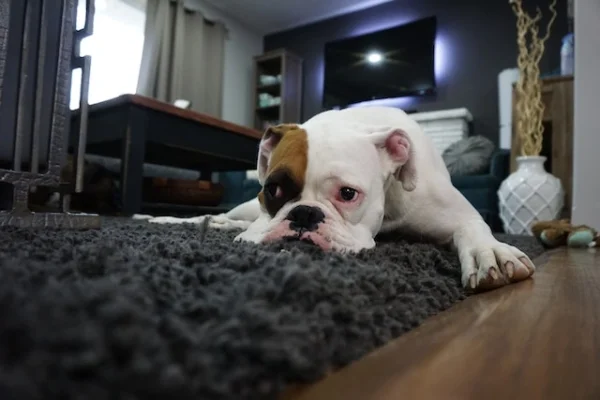 How To Help Your Constipated Dog | Lying Down Rug | Dog Dog advisor HQ