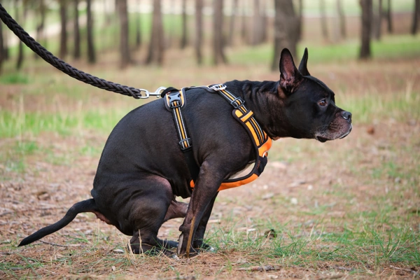 How To Help Your Constipated Dog Squatting Dog | Dog advisor HQ