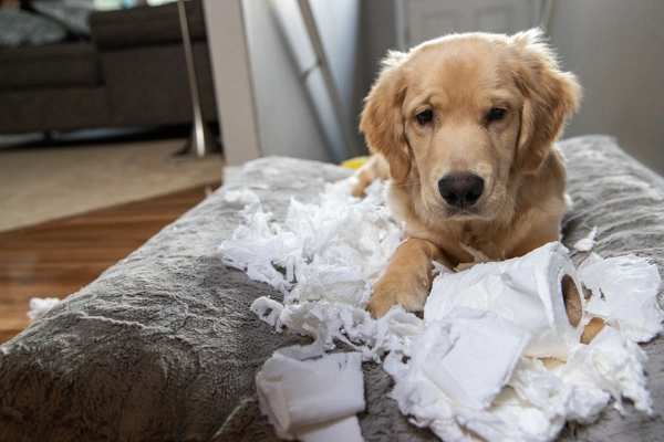 How to help your puppy overcome separation anxiety | Dog Advisor HQ | Golden retriever makes a mess