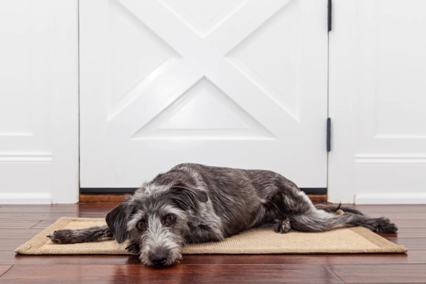 How to help your puppy overcome separation anxiety | Dog Advisor HQ | sad dog waiting by the door