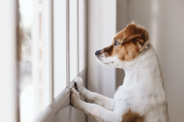 How to help your puppy overcome separation anxiety | Dog Advisor HQ | sad pup waiting looking out of the window