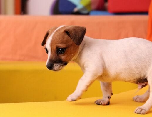 How To Potty Train Your Jack Russell Terrier Puppy | How to Potty Train a Jack Russell puppy | Dog Advisor HQ | https://dogadvisorhq.com