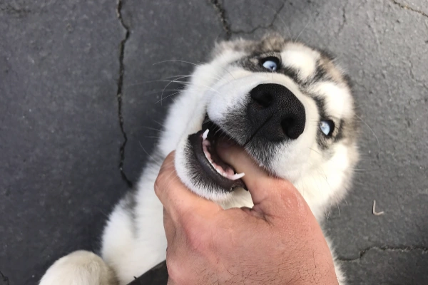 When Does A Puppy Stop Biting? | Dog Advisor HQ | https://dogadvisorhq.com