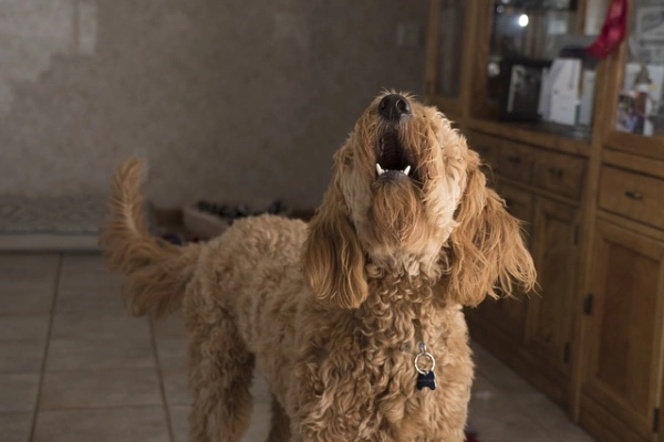 Why does my dog bark at nothing? dog advisor hq | shaggy dog indoors