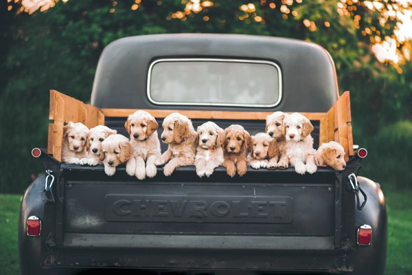 How to choose a puppy from a large litter Dog Advisor HQ Puppies back of old truck