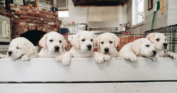 How to choose a puppy from a large litter Dog Advisor HQ white labs young pups