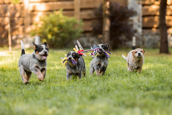 How to choose a puppy from a large litter dog advisor hq australian cattle dog puppies playing running toys
