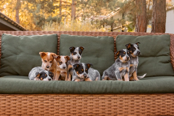 How to choose a puppy from a large litter dog advisor hq australian cattle dog puppy puppies
