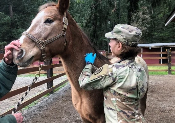 U.S. Army Horse | US Army Horse | Military Horse | Dog Advisor HQ