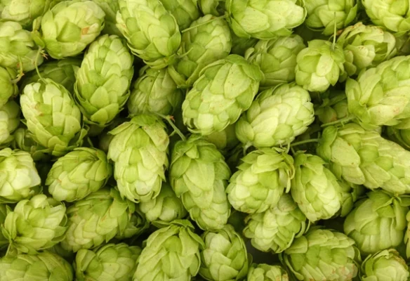 Toxic foods for dogs beer hops