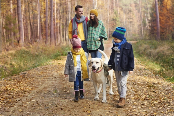 Top 10 Perfect Dog Breeds For Active Families: Choosing A Pup That Can Keep Up!