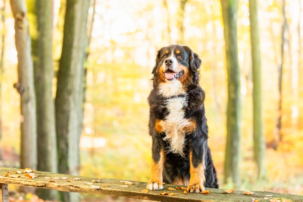Do Bernese Mountain Dogs Protect Their Owners BMD Majestic Happy pup dog puppy in the woods forest