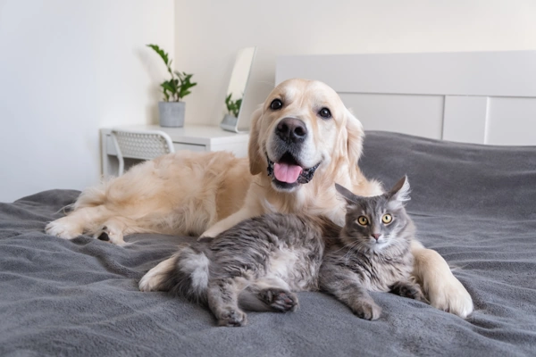Cats and Dogs in the Same Home:  Ultimate Success Guide 2023